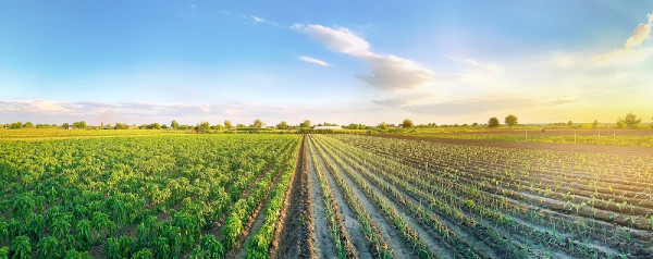 Sowing the Seeds of Industrial Farming in Mozambique (By Grace Goodrich)