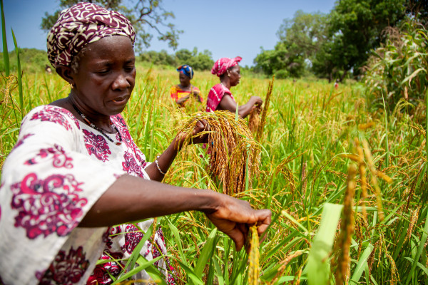 République Démocratique du Congo (RDC): African Development Bank Group grants 0 million loan to strengthen agricultural sector and value chains