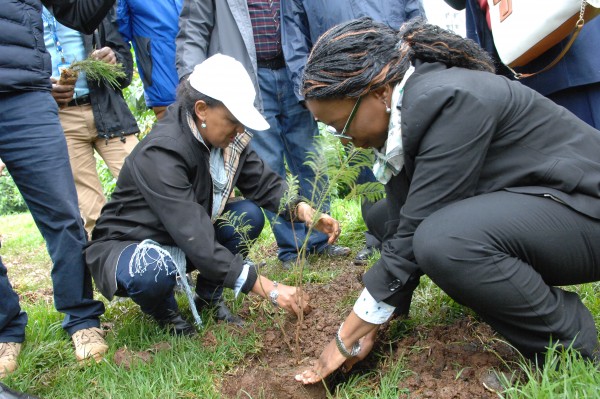 Greening Ethiopia Initiative plants 200 million saplings on a single day