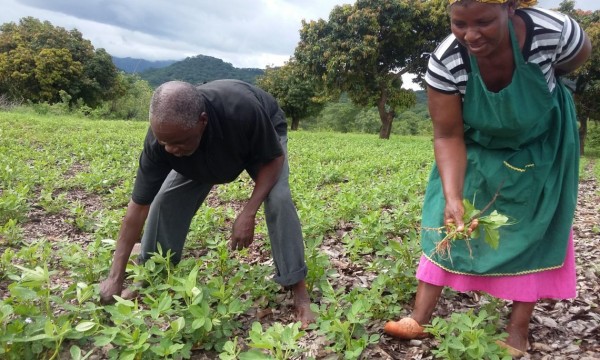 USAID Launches Farmer-to-Farmer Program in Zimbabwe