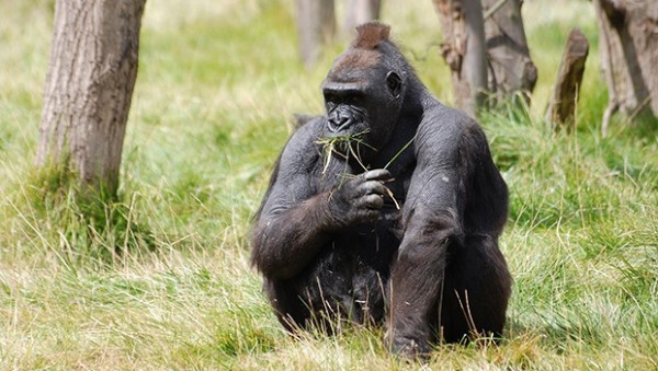 Rwanda visit highlights Gorilla climate change fight