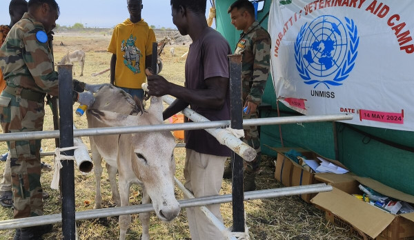 United Nations Mission In South Sudan Unmiss Peacekeepers From India Provide Free Veterinary 3920