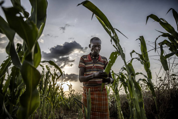 Food and Agriculture Organization (FAO)