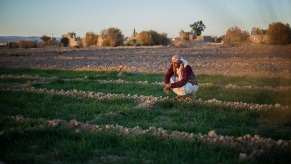 Urgent aid needed to fight humanitarian crisis in Yemen, says FAO Director-General