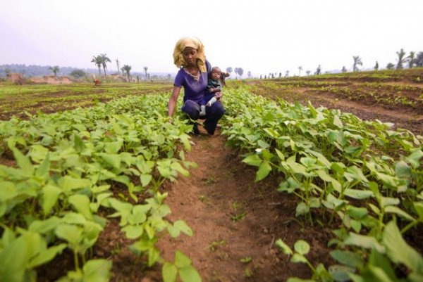 Democratic Republic of the Congo: anticipating the immediate consequences of conflict on agricultural livelihoods and food security