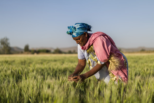 African Development Bank Group, Ethiopia launch $94 million project to boost Climate Resilient Wheat Value Chain Development in Ethiopia