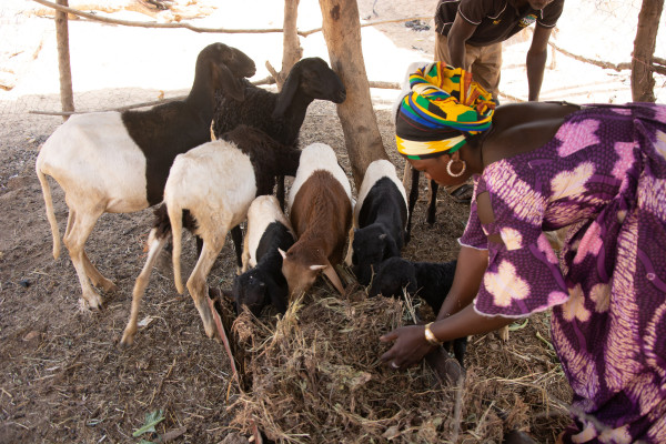 African Development Bank Group (AfDB)