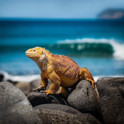 Yellow Iguana Galapagos Islands.jpg