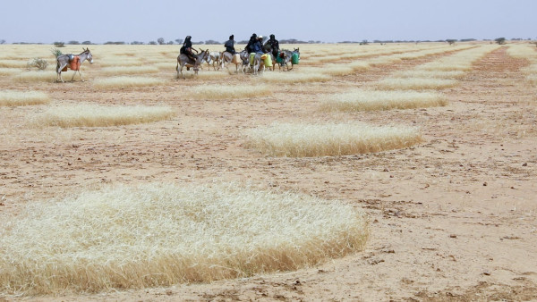 Fight against desertification strengthens community ties and boosts local economy in Niger
